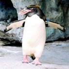 わこ